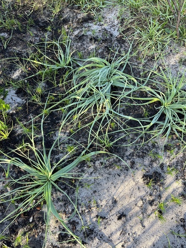 Trachyandra ciliata