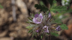 Phacelia cryptantha