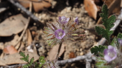 Phacelia cryptantha