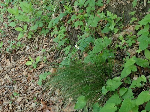 Image of Festuca heterophylla by (c) Christian Berg, some rights reserved (CC BY)