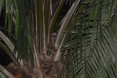 Paradoxurus musangus