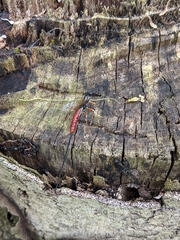 Dolichomitus irritator