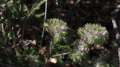 Phacelia cryptantha