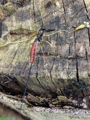 Dolichomitus irritator