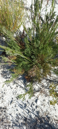 Image of Thamnochortus fruticosus by (c) Adele SL, some rights reserved (CC BY)
