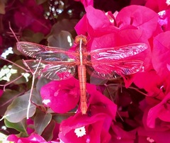 Libellula saturata