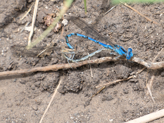 Argia funebris