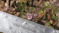 Phacelia cryptantha