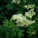 Meadowsweet - Photo (c) Sten Porse, some rights reserved (CC BY-SA)
