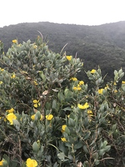 Dendromecon harfordii