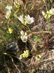 Allium lacunosum
