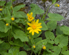 Heartleaf Arnica - Photo (c) Joanne Siderius, some rights reserved (CC BY-NC), uploaded by Joanne Siderius