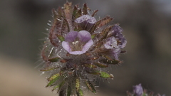 Phacelia cryptantha