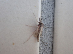 Chironomidae