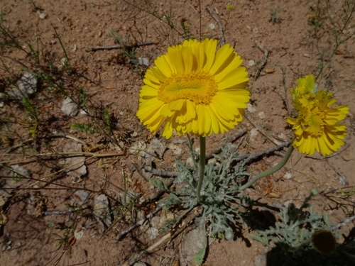 Desert Marigold
