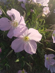 Oenothera speciosa