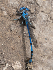 Argia funebris