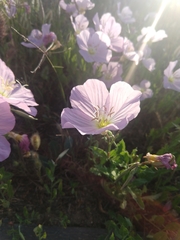 Oenothera speciosa