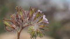 Phacelia cryptantha