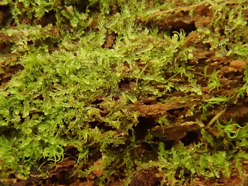 Image of Fuscocephaloziopsis lunulifolia by (c) Christian Berg, some rights reserved (CC BY)