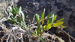 Mertensia oblongifolia