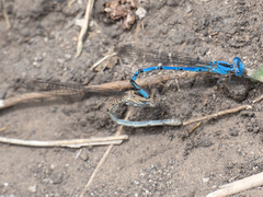 Argia funebris