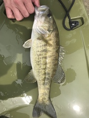 Micropterus treculii