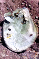 Pinctada mazatlanica