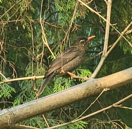 Photo 376327897, (c) Amaël Borzée, some rights reserved (CC BYNC