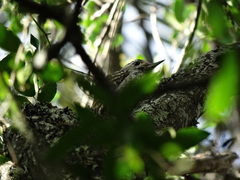 Dryobates spilogaster