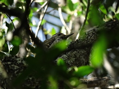 Dryobates spilogaster