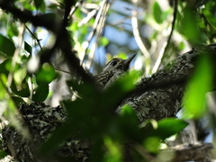 Dryobates spilogaster