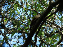 Dryobates spilogaster