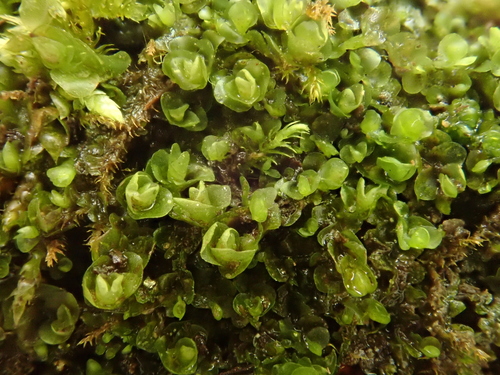 Egg Flapwort (Solenostoma obovatum)