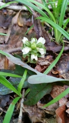 Obolaria virginica