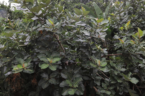 Image of Ficus trichopoda by (c) Suvarna Parbhoo Mohan, some rights reserved (CC BY-SA)
