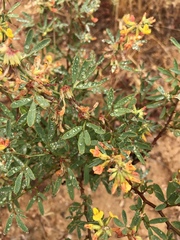 Acmispon dendroideus