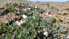 Viola beckwithii