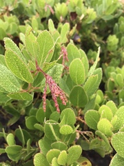 Arctostaphylos insularis
