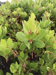 Arctostaphylos insularis