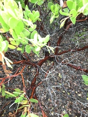 Arctostaphylos insularis