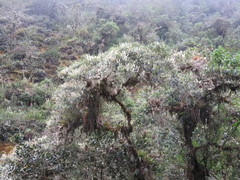 Weinmannia reticulata
