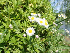 Erigeron philadelphicus