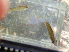 Lepomis macrochirus macrochirus