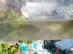 Lepomis macrochirus macrochirus