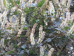 Weinmannia reticulata