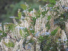 Weinmannia reticulata