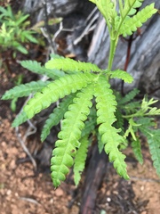 Lyonothamnus floribundus