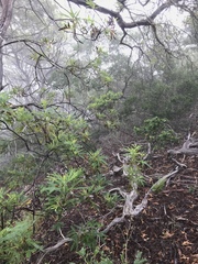 Lyonothamnus floribundus