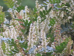 Weinmannia reticulata